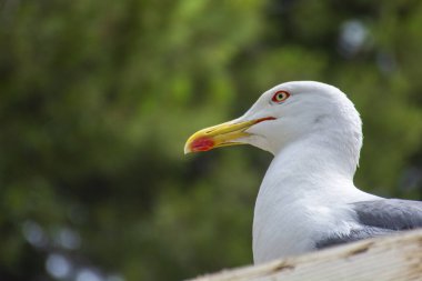 Yüksek bir mevkiye tünemiş sıradan bir martının ayrıntıları