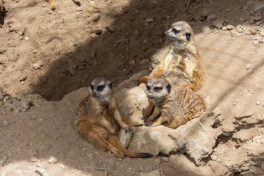 Çöl fareleri yazın yerde otururlar.