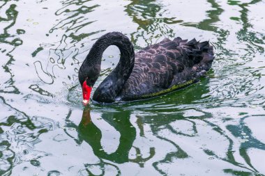 Siyah kuğu, cygnus atratus, yeşil bir su birikintisinde