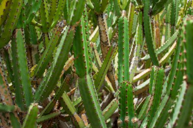 Kaktüs, Euphorbia şamdanı, tropik bir sahilde olgunlaşmamış meyvelerle yaz başında