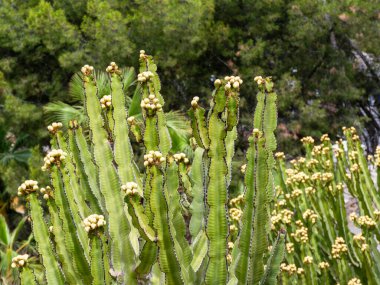 Kaktüs, Euphorbia şamdanı, tropik bir sahilde olgunlaşmamış meyvelerle yaz başında