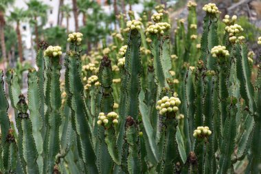 Kaktüs, Euphorbia şamdanı, tropik bir sahilde olgunlaşmamış meyvelerle yaz başında