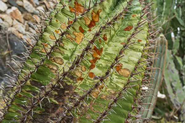 stock image Detail of leaves and spines of a hook barrel cactus, ferocactus wislizeni