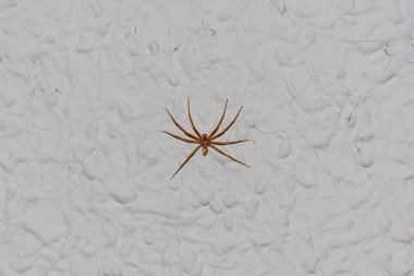 Örümcek, tegenaria domestica, bir evin engebeli duvarında