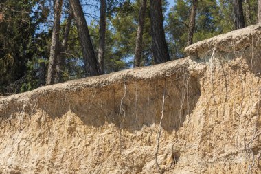 Kökleri toprak kayması ile ortaya çıkan ağaçlar.