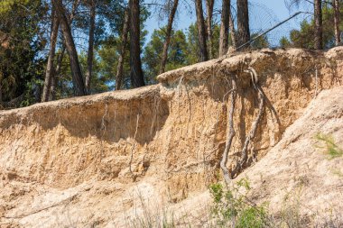 Kökleri toprak kayması ile ortaya çıkan ağaçlar.
