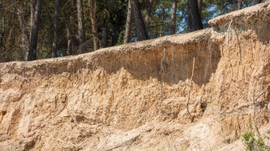 Kökleri toprak kayması ile ortaya çıkan ağaçlar.