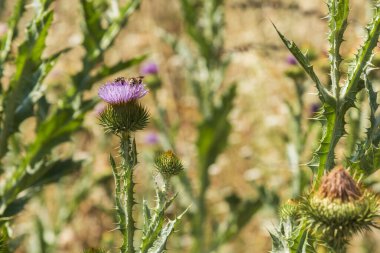 Borriquero devedikeni bitkileri, Onopordum akanthium, yazın başlarında çiçeklerinde böceklerle