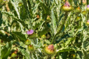 Borriquero devedikeni bitkileri, Onopordum akanthium, yazın başlarında çiçeklerinde böceklerle