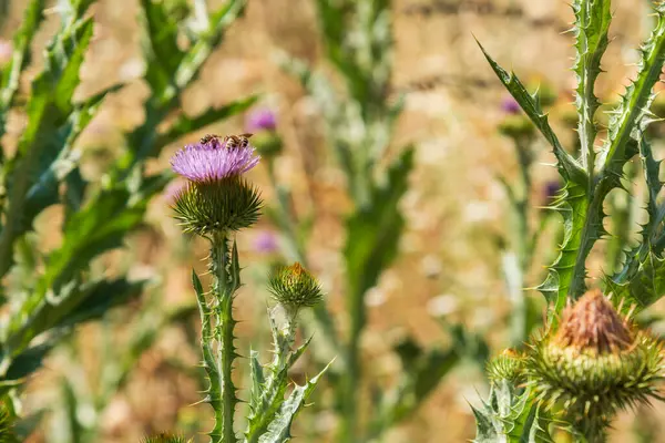 stock image Borriquero thistle plants, Onopordum acanthium, in early summer with insects on their flowers