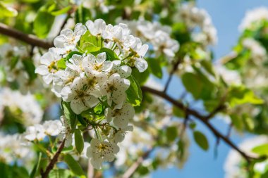İlkbaharda bir Hawthorn, Crataegus monogyna 'nın çiçeklerinin ayrıntıları.