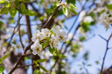 İlkbaharda bir Hawthorn, Crataegus monogyna 'nın çiçeklerinin ayrıntıları.