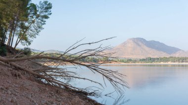 Yazın kuruyan ağaçlar gölün sularında.