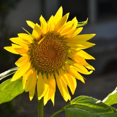 Sunflowers, Helianthus annuus, in flower in a garden in spring still immature clipart