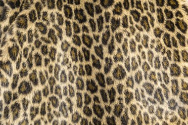 Leopar derisi görüntüyü ve dokuyu kapat