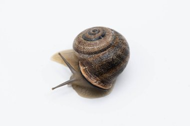 Kara salyangozu farklı şekillerde görülür, beyaz renkte izole edilir.