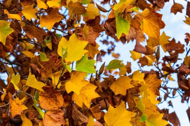 Branches with colorful leaves on a Liriodendron tulipifera tree, in autumn clipart