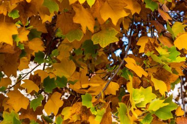 Branches with colorful leaves on a Liriodendron tulipifera tree, in autumn clipart