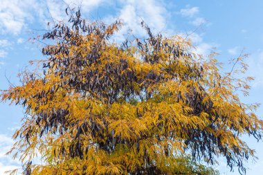 Gleditsia Triacanthos, üç dikenli akasya, sonbaharın sonlarında ağaç