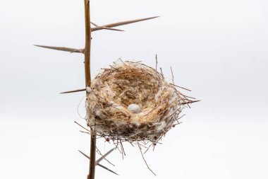 Akasyanın dalları arasında yumurtaları olan doğal kuş yuvası, beyaz üzerinde izole edilmiş.