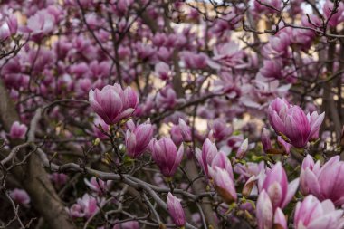 Kış sonlarında çok sayıda çiçek açan manolyaları olan ağaç.