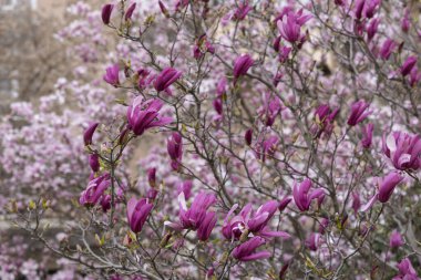 Kışın sonlarında çiçek açan manolyaları olan ağaç.