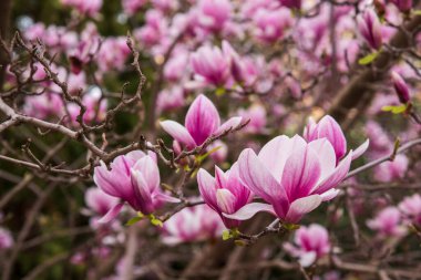 Kış sonlarında çok sayıda çiçek açan manolyaları olan ağaç.