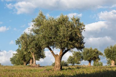 İlkbaharda, Endülüs, İspanya 'da bir zeytinlikte zeytin ağaçları.