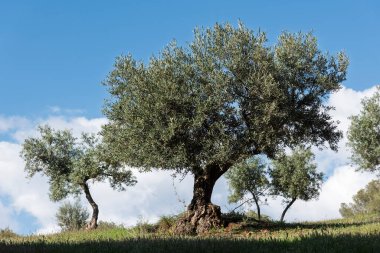 İlkbaharda, Endülüs, İspanya 'da bir zeytinlikte zeytin ağaçları.