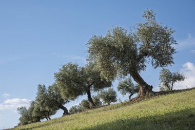 İlkbaharda, Endülüs, İspanya 'da bir zeytinlikte zeytin ağaçları.