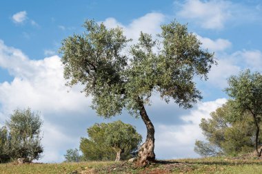 İlkbaharda, Endülüs, İspanya 'da bir zeytinlikte zeytin ağaçları.
