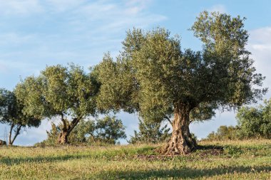 İlkbaharda, Endülüs, İspanya 'da bir zeytinlikte zeytin ağaçları.