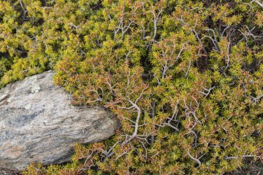 Sürünen ardıç, Juniperus, Sierra Nevada Ulusal Parkı, Granada, İspanya