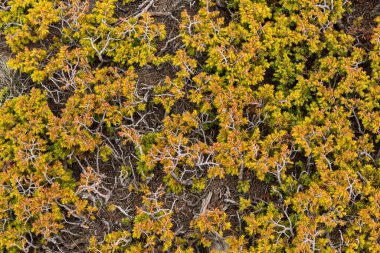 Sürünen ardıç, Juniperus, Sierra Nevada Ulusal Parkı, Granada, İspanya