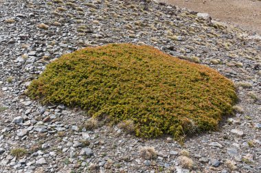 Sürünen ardıç, Juniperus, Sierra Nevada Ulusal Parkı, Granada, İspanya