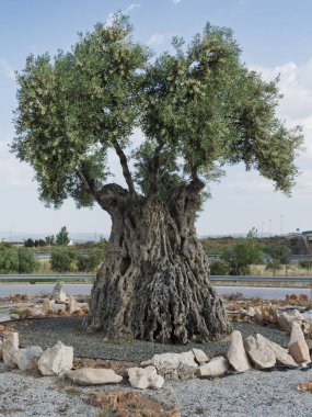 Endülüs 'ün Baza kentindeki bir kavşağa dikilmiş yüz yıllık büyük bir zeytin ağacı