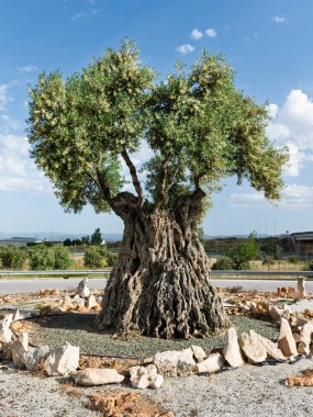 Endülüs 'ün Baza kentindeki bir kavşağa dikilmiş yüz yıllık büyük bir zeytin ağacı