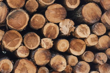 Ahşap kütük yığını. Ön manzara, doku.