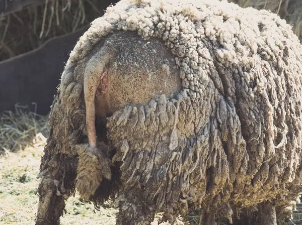 Dirty Rich Fur Schafe Rückseite Nahaufnahme Stockfoto
