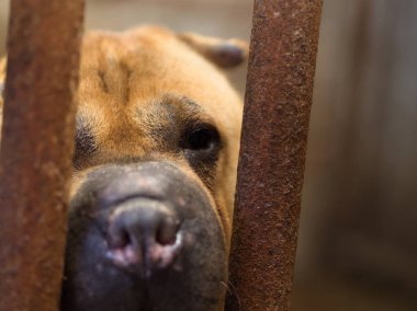 Paslı parmaklıklardan bakan bir köpeğin yüz ifadesi hem merak hem de özlem taşır.