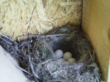 Dikkatle inşa edilmiş bir kuş yuvasının yakın plan görüntüsü birkaç küçük, beyaz yumurta tutuyor, ahşap bir kiriş yapısına yerleşmiş, kuluçkadan çıkmayı bekliyor..