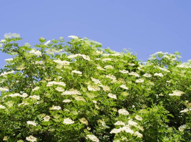 Bir mürver çiçeğinin canlı beyaz çiçekleri güneşli bir ilkbahar veya yaz gününde açık ve parlak bir mavi gökyüzü ile güzel bir tezat oluşturur..