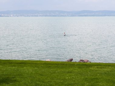 Balaton Gölü 'nün sakin, açık mavi sularının sakin bir yaz manzarası. Uzakta yürüyen yalnız bir insan, canlı yeşil bir çimenlikle çerçevelenmiş ve sisli bir gökyüzünün altında ön planda dağılmış kayalar..