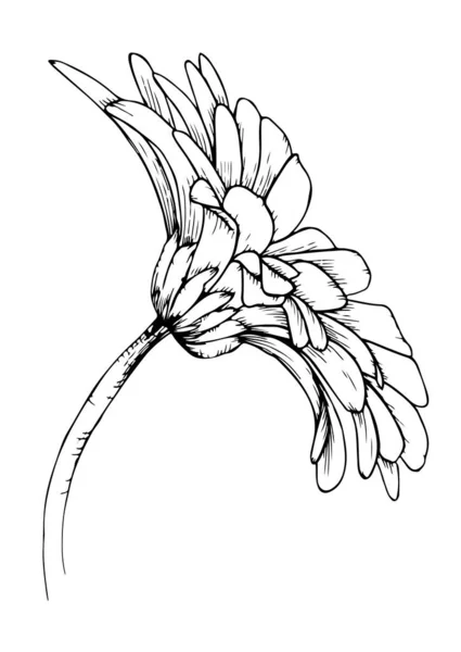 基于白背景图的黑色数字绘图的美丽花卉设计概念 矢量插画 — 图库矢量图片