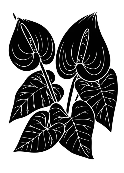 Anthurium Kwiat Czarny Sztuka Cyfrowa Izolowane Białym Tle Dla Projektu — Wektor stockowy