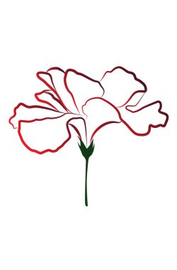 Kırmızı amber çiçeği çizimi. Beyaz arka planda izole edilmiş yemyeşil saplı canlı tropikal çiçekler.