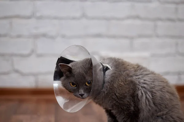 A domestic gray cat in a veterinary collar at home on the couch after surgery. The topic is medicine and pet protection. The cat is resting.