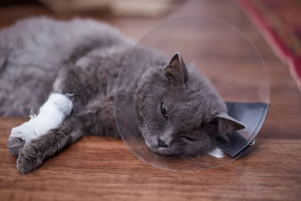 A gray cat in a veterinary collar with a broken leg Is lying on the floor.