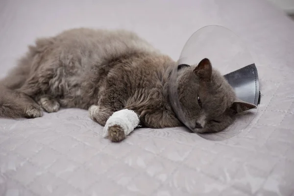 Egy Szürke Macska Egy Állatorvosi Gallérban Bekötözött Lábbal Fekszik Ágyon — Stock Fotó