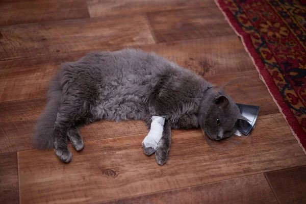 Egy Szürke Macska Bekötözött Mancsal Állatorvosi Gallérral Feküdt Földön Fáj — Stock Fotó